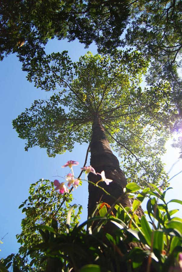Tree House Hotel Sisaket Екстериор снимка
